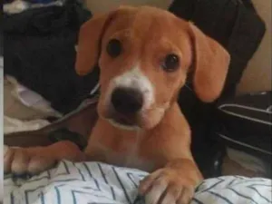 Cachorro raça Labrador  idade 2 a 6 meses nome Bob