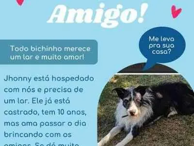 Cachorro ra a sem raça  idade 6 ou mais anos nome Johnny 