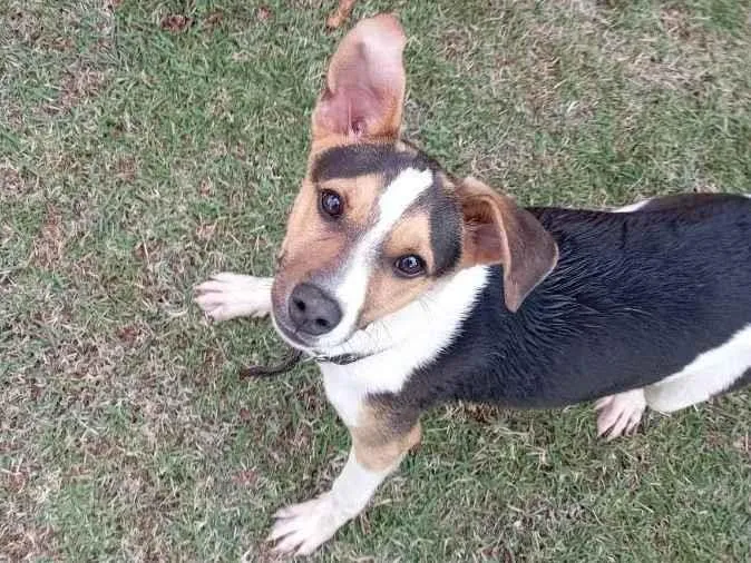 Cachorro ra a Vira lata idade 2 a 6 meses nome Rex