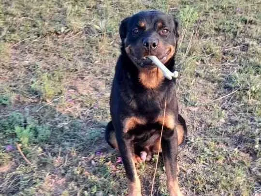 Cachorro ra a Rottiwailer  idade 2 anos nome Thor