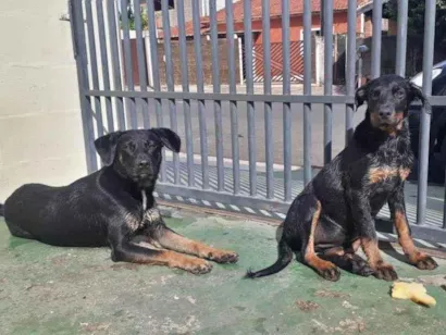 Cachorro raça Viralata  idade 3 anos nome Duzao 