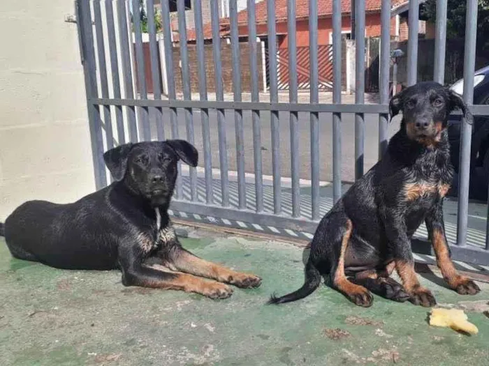 Cachorro ra a Viralata  idade 3 anos nome Duzao 