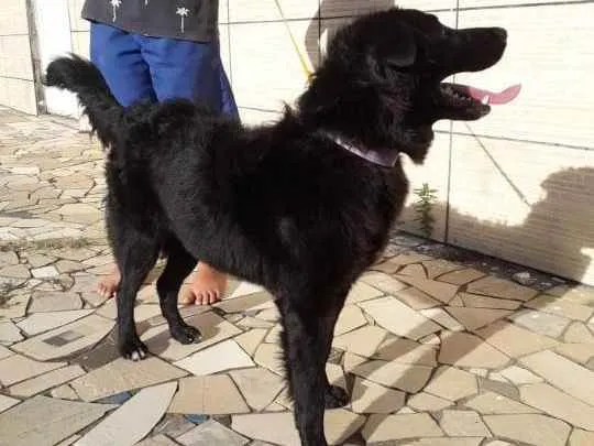 Cachorro ra a Vira lata  idade 3 anos nome Pepita