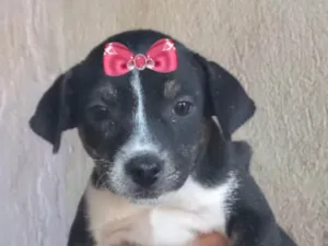 Cachorro raça Mestiça  idade 2 a 6 meses nome Cacau 