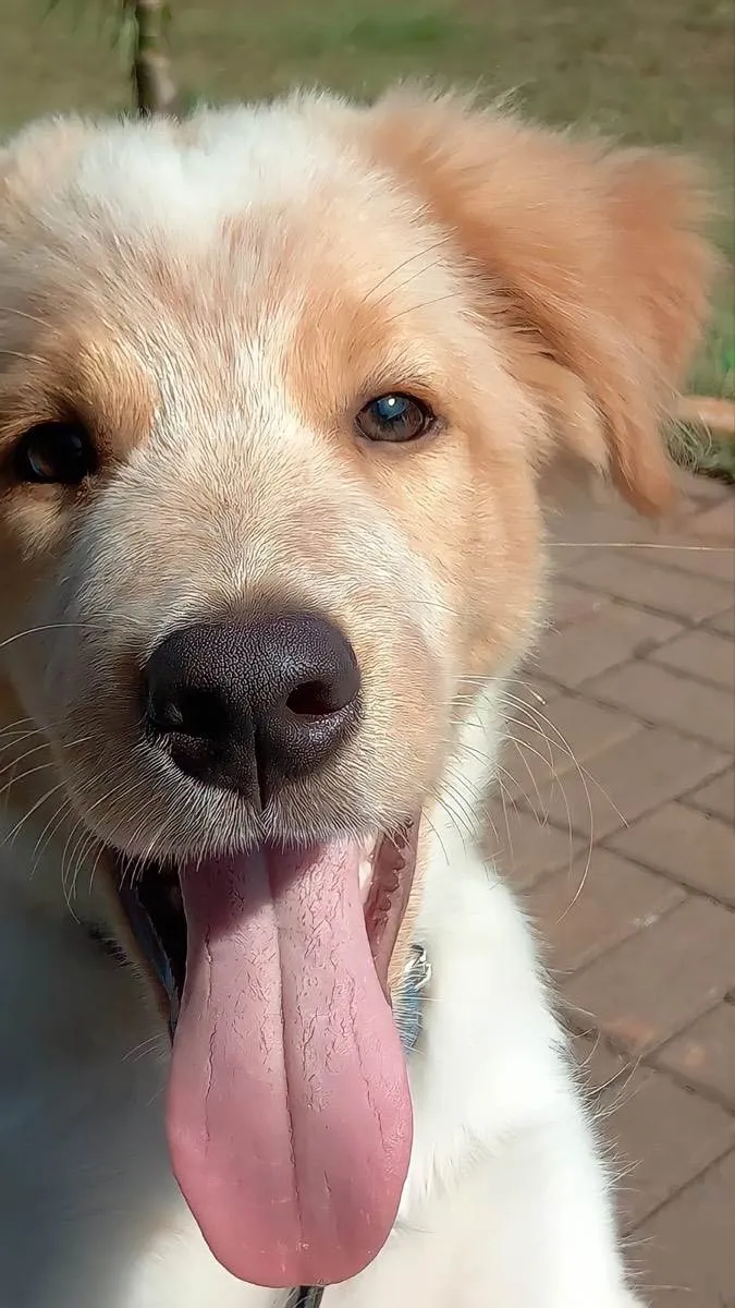 Cachorro ra a Srd idade 7 a 11 meses nome Jhef 