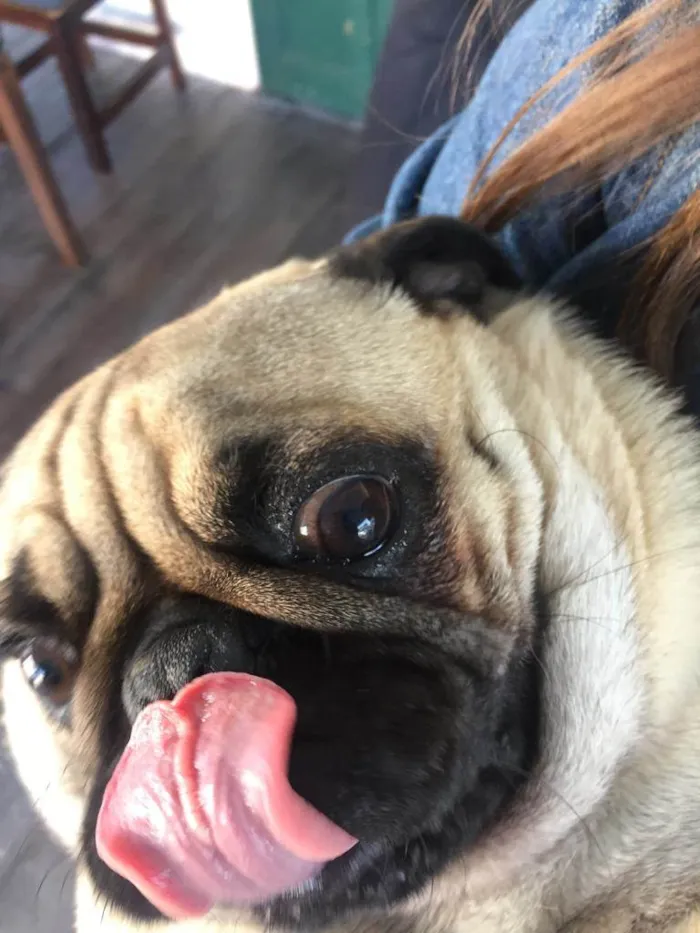 Cachorro raça Pug idade 6 ou mais anos nome Luke