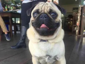 Cachorro raça Pug idade 6 ou mais anos nome Luke