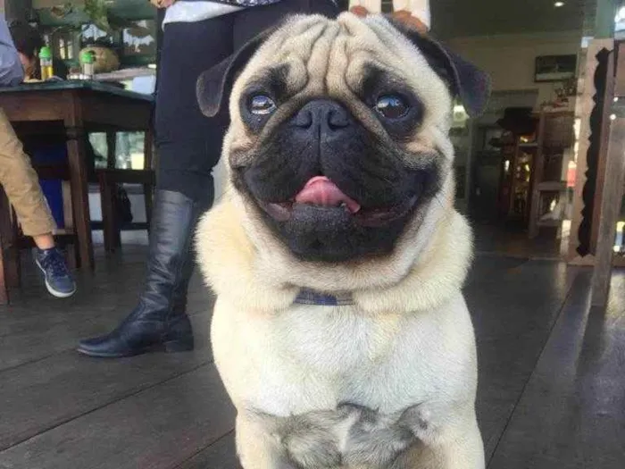 Cachorro raça Pug idade 6 ou mais anos nome Luke