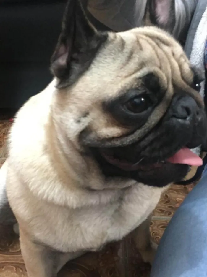 Cachorro raça Pug idade 6 ou mais anos nome Luke
