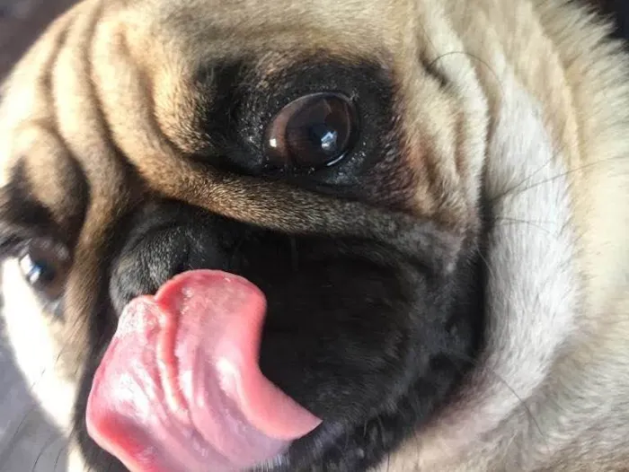 Cachorro raça Pug idade 6 ou mais anos nome Luke