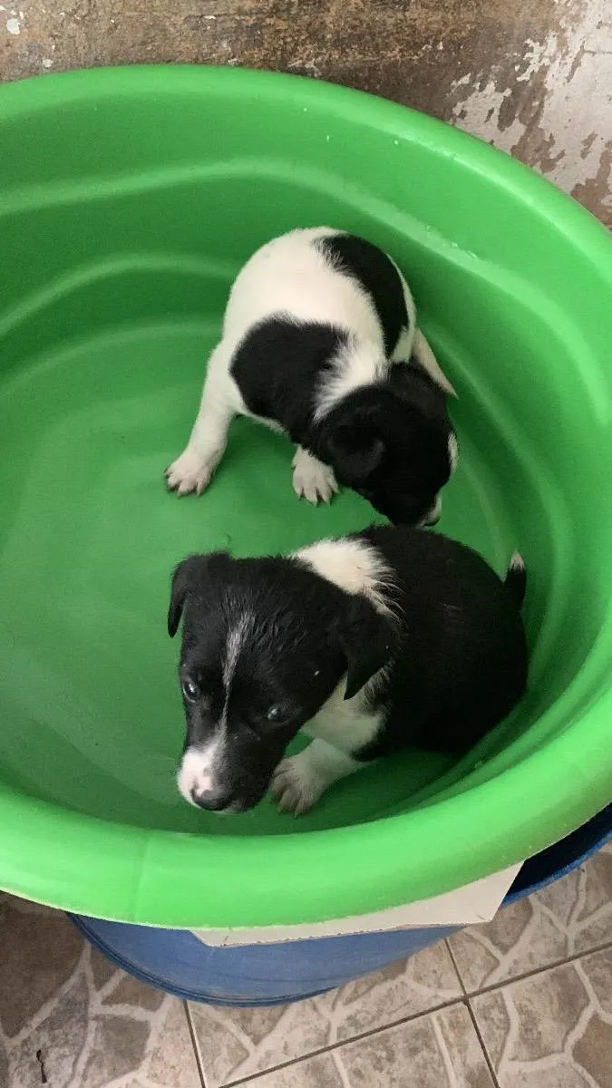 Cachorro ra a vira lata idade Abaixo de 2 meses nome não tem