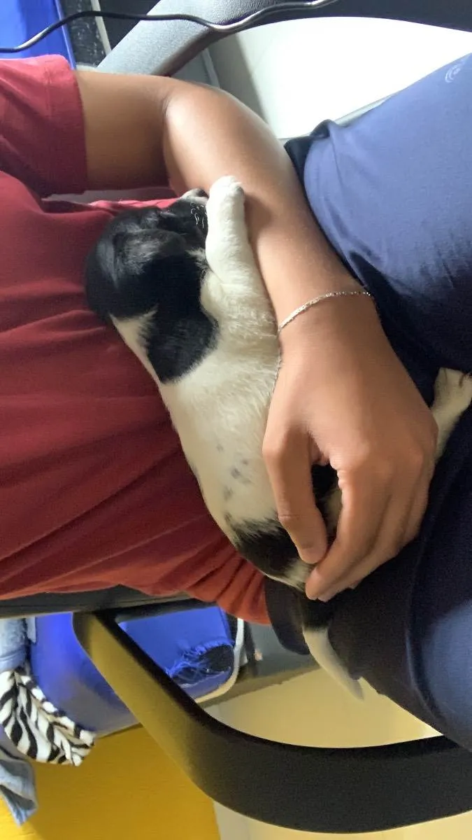 Cachorro ra a vira lata idade Abaixo de 2 meses nome não tem
