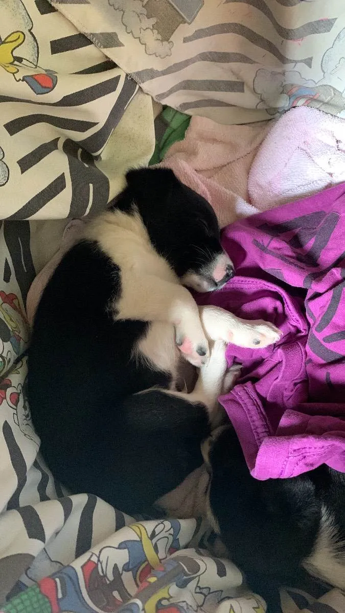 Cachorro ra a vira lata idade Abaixo de 2 meses nome não tem