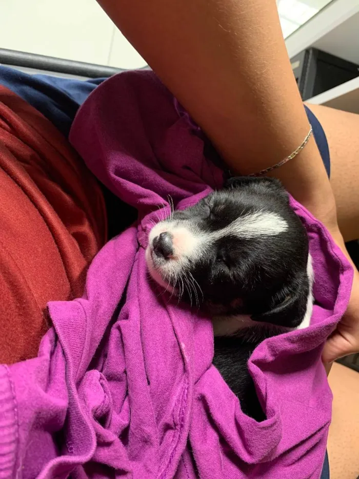 Cachorro ra a vira lata idade Abaixo de 2 meses nome não tem