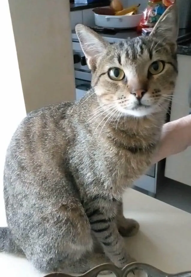 Gato ra a srd tigradinho idade 7 a 11 meses nome TIQUINHO
