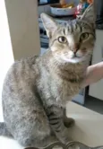 TIQUINHO