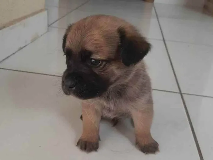 Cachorro ra a Vira-lata idade 2 a 6 meses nome Não possui 