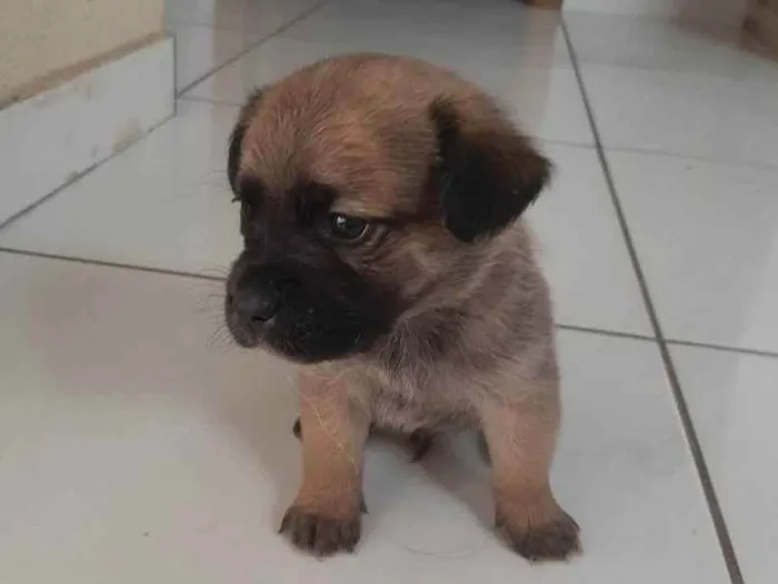 Cachorro ra a Vira-lata idade 2 a 6 meses nome Não possui