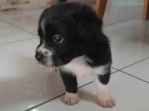 Cachorro raça Vira-lata idade 2 a 6 meses nome Não possui 