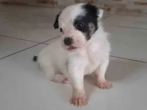 Cachorro raça Vira-lata idade 2 a 6 meses nome Não possui 