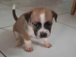 Cachorro raça Vira-lata idade 2 a 6 meses nome Não possui 
