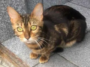 Gato raça Srd idade 2 a 6 meses nome Mila