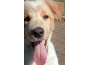 Cachorro raça Srd idade 7 a 11 meses nome Jhef 