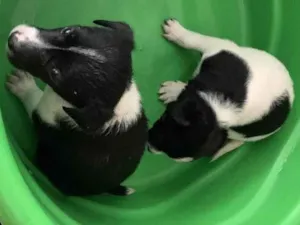 Cachorro raça vira lata idade Abaixo de 2 meses nome não tem