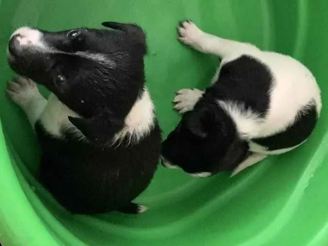 Cachorro ra a vira lata idade Abaixo de 2 meses nome não tem