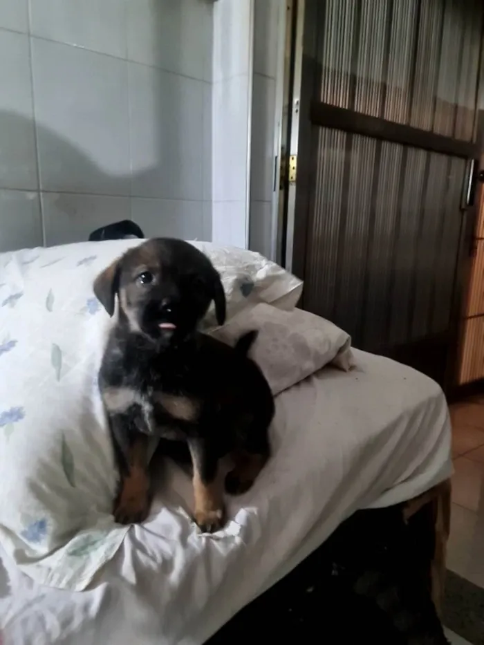 Cachorro ra a SRD idade Abaixo de 2 meses nome Amora