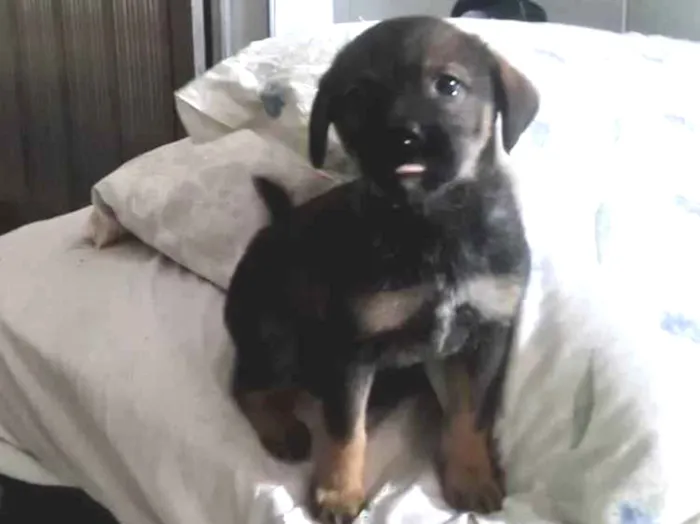 Cachorro ra a SRD idade Abaixo de 2 meses nome Amora