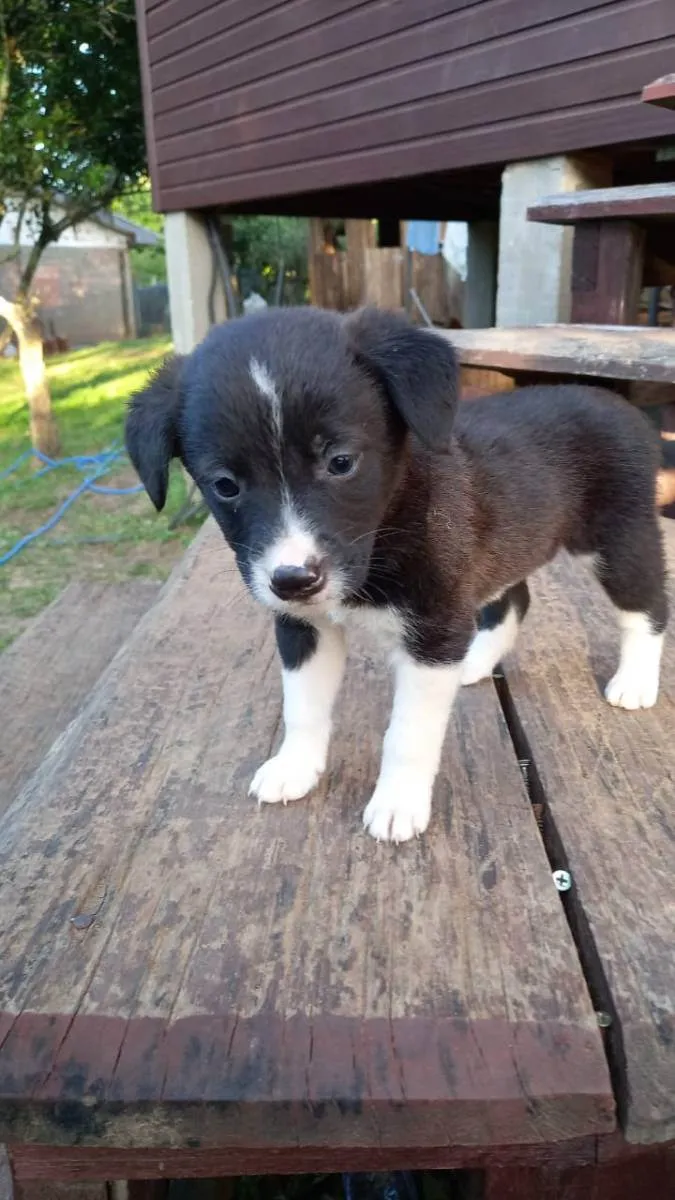 Cachorro ra a  idade Abaixo de 2 meses nome Sem nome