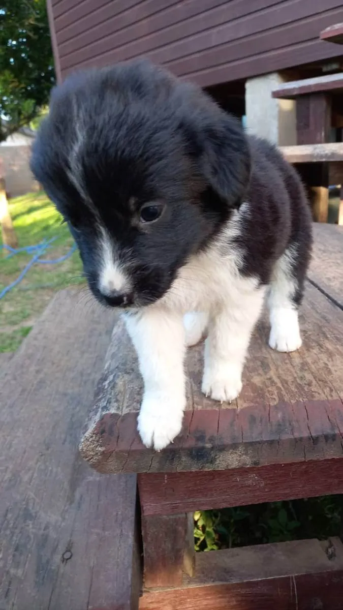Cachorro ra a  idade Abaixo de 2 meses nome Sem nome