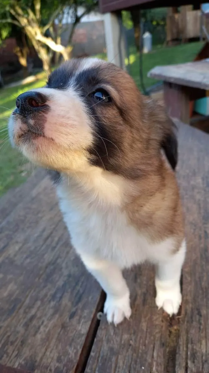 Cachorro ra a  idade Abaixo de 2 meses nome Sem nome