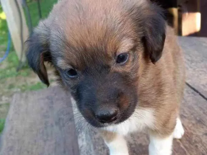 Cachorro ra a  idade Abaixo de 2 meses nome Sem nome
