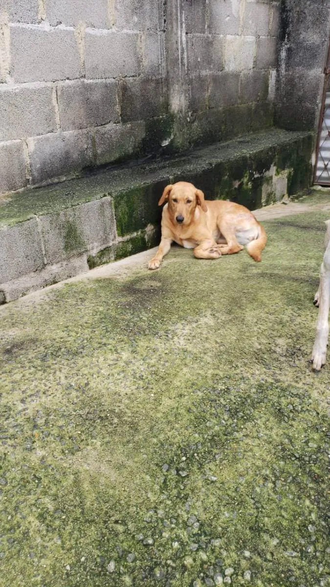 Cachorro raça SRD idade 2 anos nome Dorinha