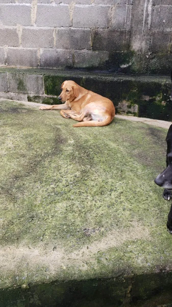 Cachorro raça SRD idade 2 anos nome Dorinha