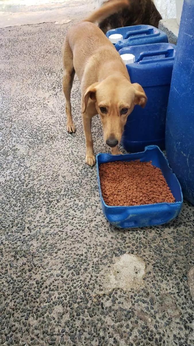 Cachorro raça SRD idade 2 anos nome Dorinha