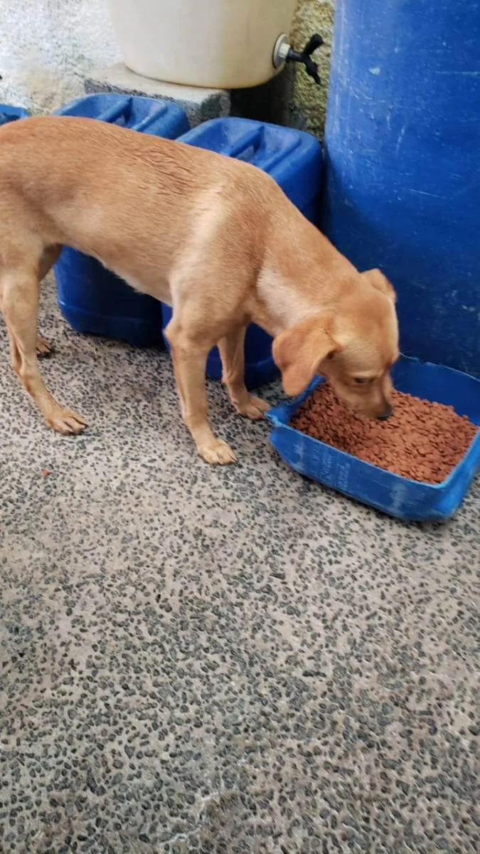 Cachorro raça SRD idade 2 anos nome Dorinha