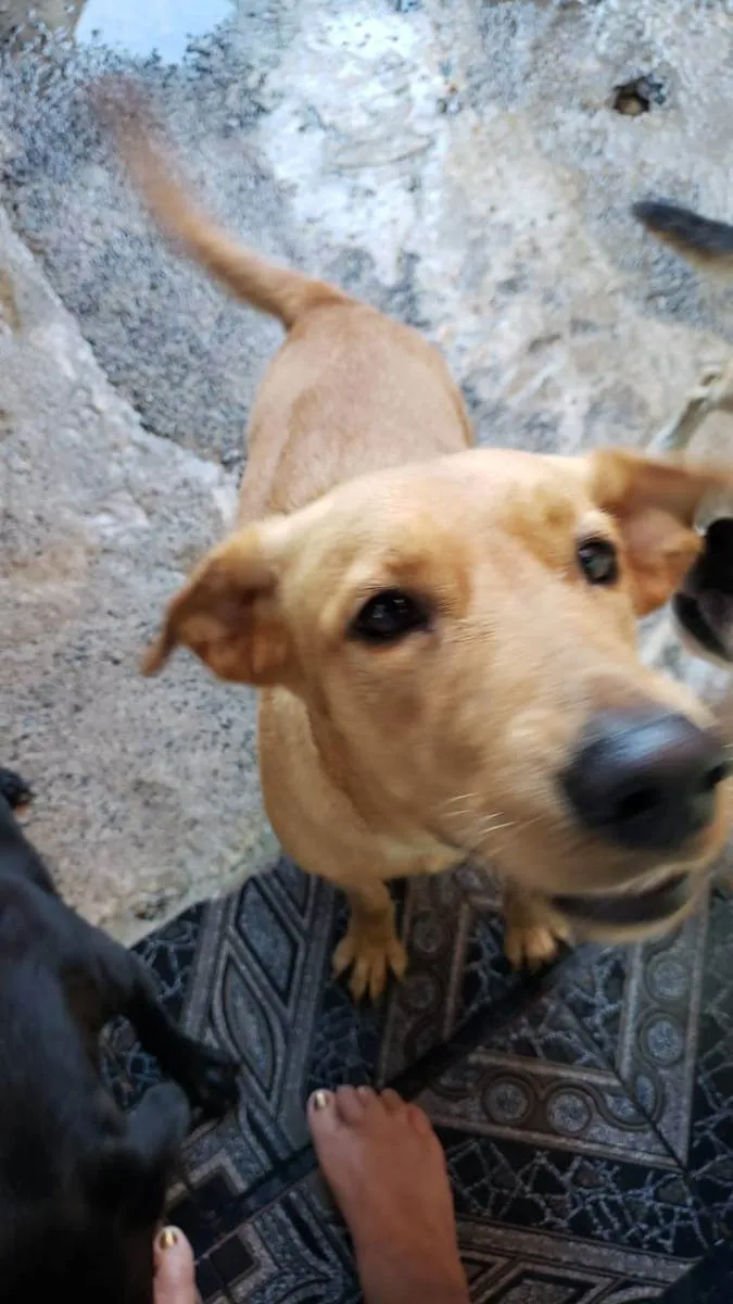 Cachorro raça SRD idade 2 anos nome Dorinha