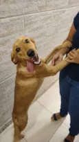 Dorinha