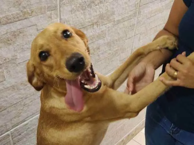 Cachorro raça SRD idade 2 anos nome Dorinha