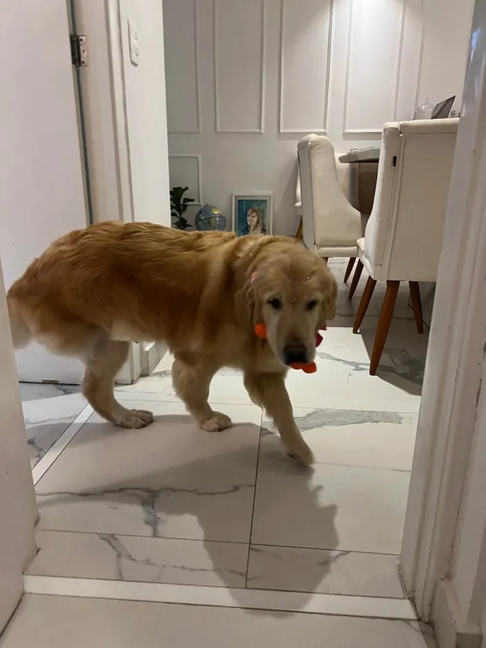 Cachorro ra a Golden Retrivier  idade 5 anos nome Nina