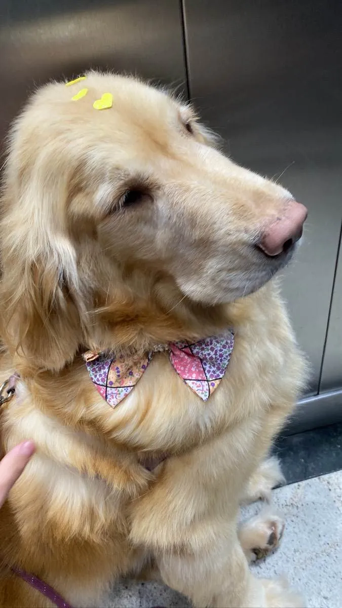 Cachorro ra a Golden Retrivier  idade 5 anos nome Nina