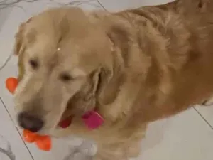 Cachorro raça Golden Retrivier  idade 5 anos nome Nina