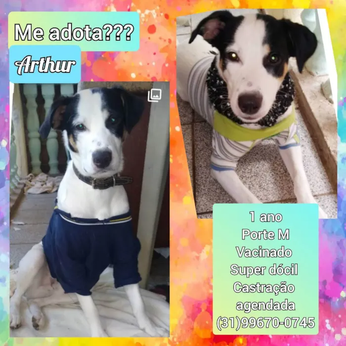 Cachorro raça SRD idade 1 ano nome Arthur