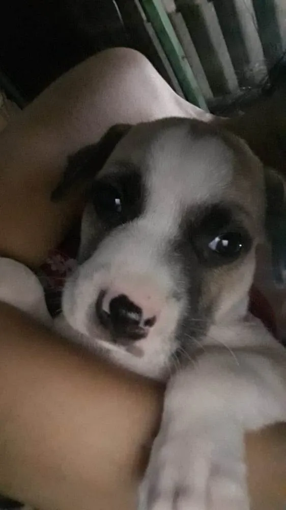 Cachorro ra a SRD idade Abaixo de 2 meses nome Zorro