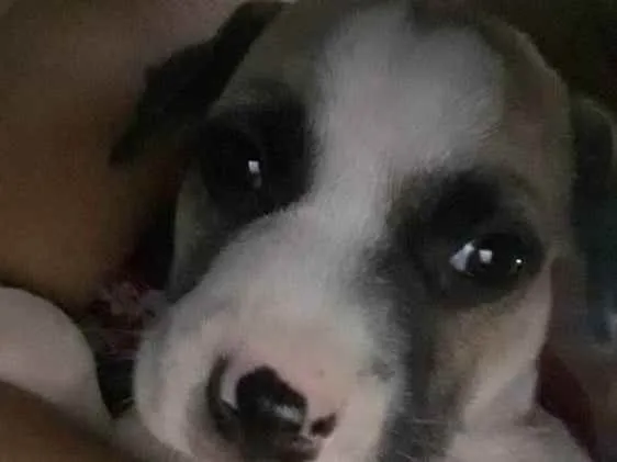 Cachorro ra a SRD idade Abaixo de 2 meses nome Zorro