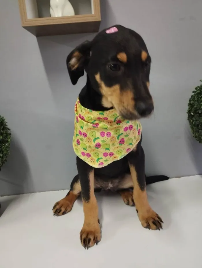 Cachorro raça SRD idade 2 a 6 meses nome Scarlett 