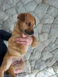 Apolo